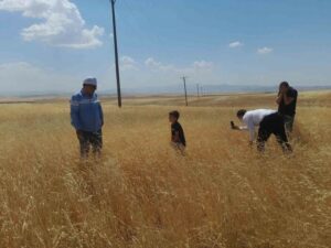 Muş Malazgirt'te dolu yağışı ekili alanlara büyük zarar verdi mus malazgirt te dolu yagisi tarim arazilerine buyuk zarar verdi1 habermeydan