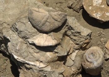 Muş’ta 20 milyon yıllık fosiller bulundu!