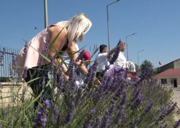 Muş’ta 5 adet lavanta bahçesi kurulacak