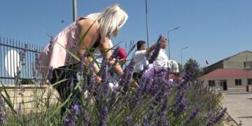 Muş’ta 5 adet lavanta bahçesi kurulacak