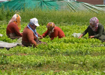 Muş’ta 5 bin dönüm alana tütün ekimi yapıldı