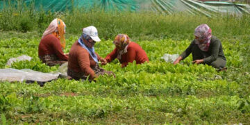 Muş’ta 5 bin dönüm alana tütün ekimi yapıldı