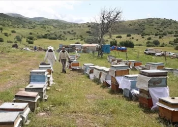 Muş’ta Gezgin Arıcılık Yapan Çift, bu yıl 60 ton kaliteli bal üretmeyi hedefliyor