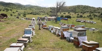 Muş’ta Gezgin Arıcılık Yapan Çift, bu yıl 60 ton kaliteli bal üretmeyi hedefliyor