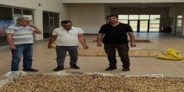 Muş’ta koruma altındaki Salep soğanlarını toplayan kişilere para cezası verildi