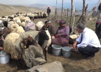 Muş’ta küçükbaş hayvancılık ekonomiye 500 milyon lira katkı sağlıyor