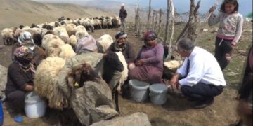 Muş’ta küçükbaş hayvancılık ekonomiye 500 milyon lira katkı sağlıyor