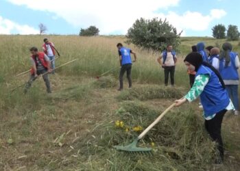 Muşlu gençler, yaşlı adamın tarlasını biçti
