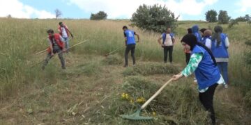 Muşlu gençler, yaşlı adamın tarlasını biçti