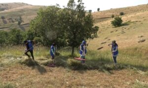 muslu gencler yasli adamin tarlasini bicti1 habermeydan