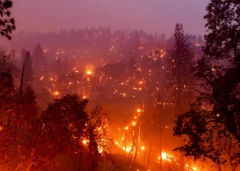 Son 20 günde 295 orman yangınıyla acı bir bilanço ortaya çıktı!
