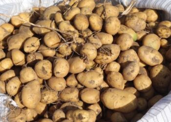 Patates tarımında rekor verim bekleniyor