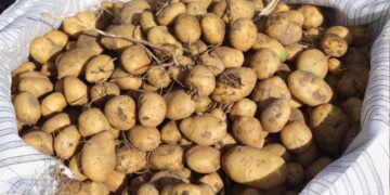 Patates tarımında rekor verim bekleniyor