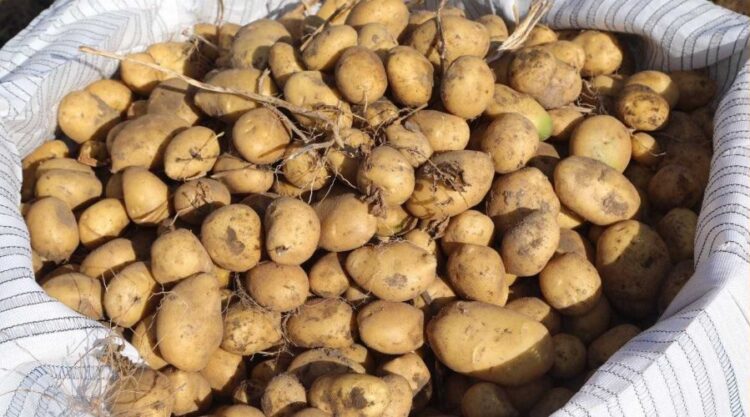 patates habermeydan