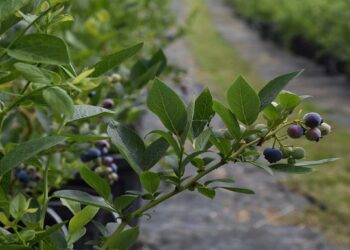 Sinop’ta ilk defa dikilen yaban mersininde hedef ihracat