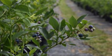 Sinop’ta ilk defa dikilen yaban mersininde hedef ihracat