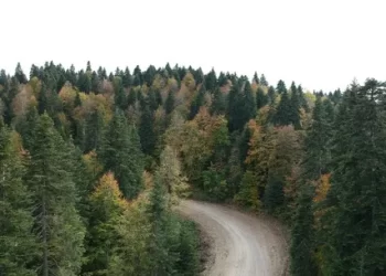 Sinop’ta ormanlara giriş 30 Eylül’e kadar yasaklandı
