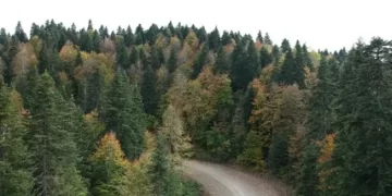 Sinop’ta ormanlara giriş 30 Eylül’e kadar yasaklandı