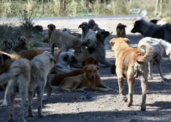İstanbul Valiliği’nden ‘Sokak köpeklerinin toplanması’ için talimat verildi