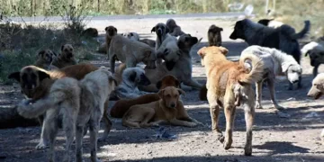İstanbul Valiliği’nden ‘Sokak köpeklerinin toplanması’ için talimat verildi