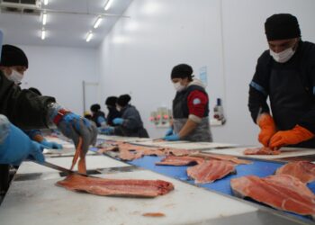 Norveç somonunda parazit! Türk somonunu da etkileyebilir Norveç somonunda parazit! Türk somonunu da etkileyebilir