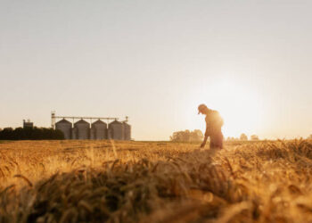Çiftçilerin hesaplarına tarımsal destekleme ödemeleri yatırılıyor