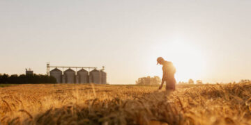 Çiftçilerin hesaplarına tarımsal destekleme ödemeleri yatırılıyor
