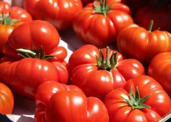 Ayaş domatesinin tescili için son aşama