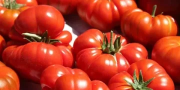 Ayaş domatesinin tescili için son aşama