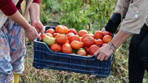 Ayas domatesinin tescili icin son asama2 habermeydan
