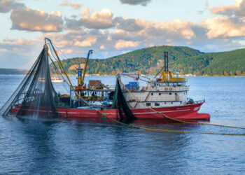 Bakan Yumaklı: 1 Eylül’de balıkçı reislerimiz ağlarını çekecek