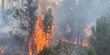 Vali Aksoy’dan Eskişehir’deki orman yangınına ilişkin açıklama
