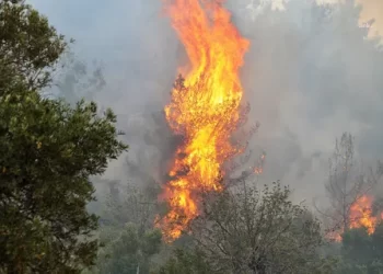Muğla Valiliği olası orman yangınlarına karşı uyardı