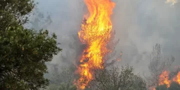 Muğla Valiliği olası orman yangınlarına karşı uyardı
