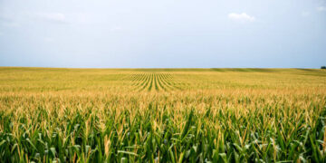 TMO 2023 mısır alım fiyatını açıkladı