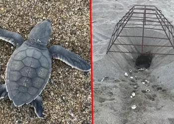 Caretta Carettalar için koruma çabaları meyvesini veriyor: Yuva sayısı 2.551’e ulaştı