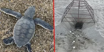 Caretta Carettalar için koruma çabaları meyvesini veriyor: Yuva sayısı 2.551’e ulaştı