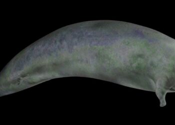 Dünyanın en ağır hayvanının fosilleri keşfedildi