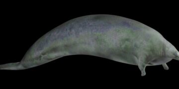 Dünyanın en ağır hayvanının fosilleri keşfedildi