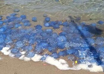 Foça plajları boşaldı: Denizanası istilası yoğunlaşıyor!