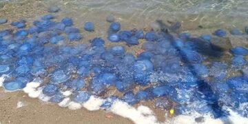 Foça plajları boşaldı: Denizanası istilası yoğunlaşıyor!