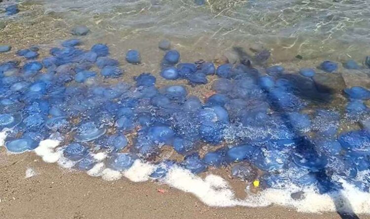 foca sahil habermeydan