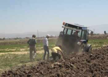 Meyan kökü Muş bölgesinin geçim kaynağı oldu