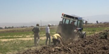 Meyan kökü Muş bölgesinin geçim kaynağı oldu
