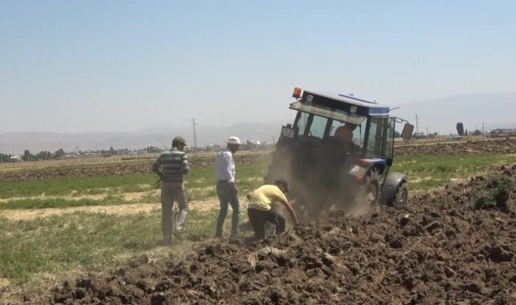 Meyan kökü Muş bölgesinin geçim kaynağı oldu meyan koku mus bolgesinin gecim kaynagi oldu habermeydan