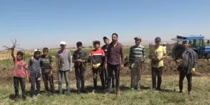 Meyan kökü Muş bölgesinin geçim kaynağı oldu meyan koku mus bolgesinin gecim kaynagi oldu1 habermeydan