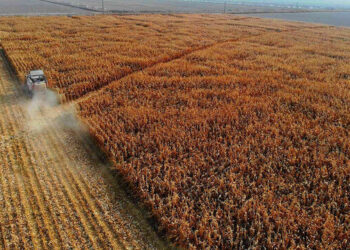 Mısır hasadı işlemleri başladı: Taban fiyat belirlemeleri gözlemleniyor