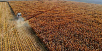 Mısır hasadı işlemleri başladı: Taban fiyat belirlemeleri gözlemleniyor