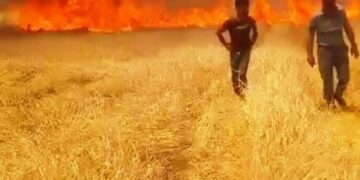 Muş Bulanık’ta 300 dönüm ekili alan yandı