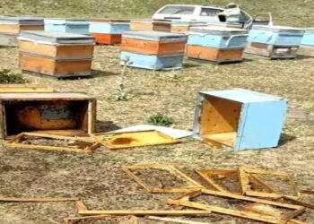 Muş’ta aç kalan ayılar arı kovanlarını parçaladı